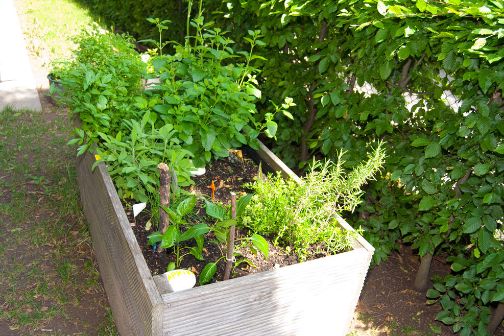 Im Garten pflanzen die Kinder in Hochbeeten eigene Kräuter an.