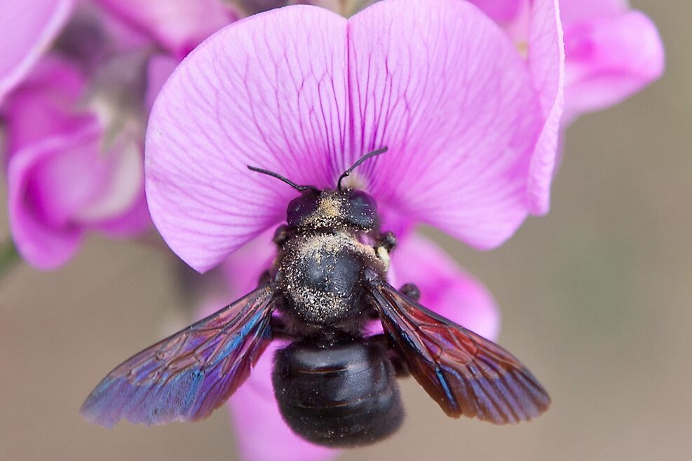 Blauschwarze Holzbiene auf einer Platterbse