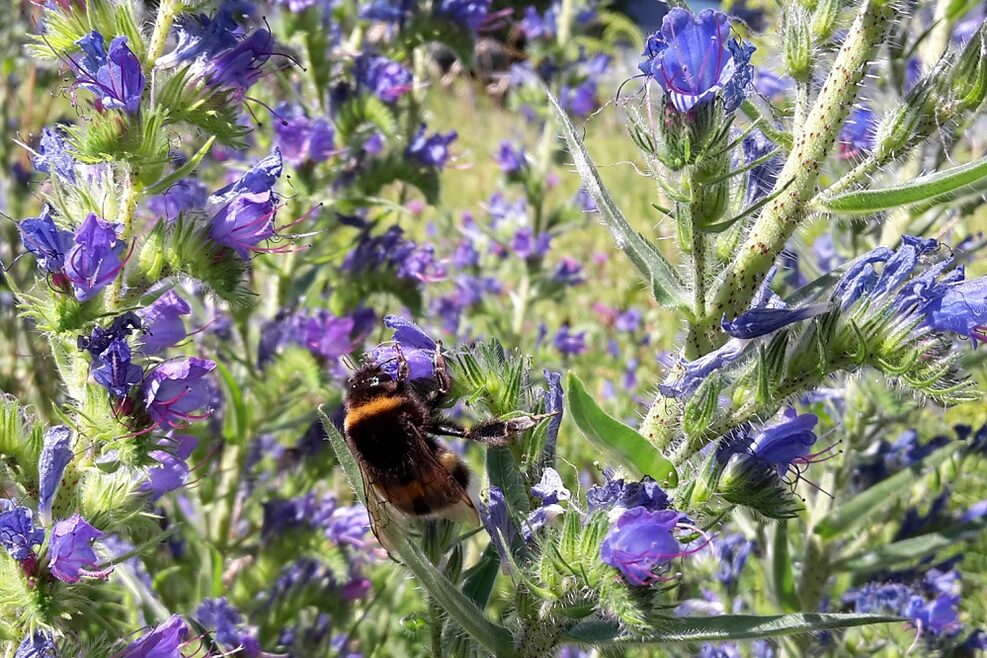 Dunkle Erdhummel an Gewöhnlichem Natternkopf