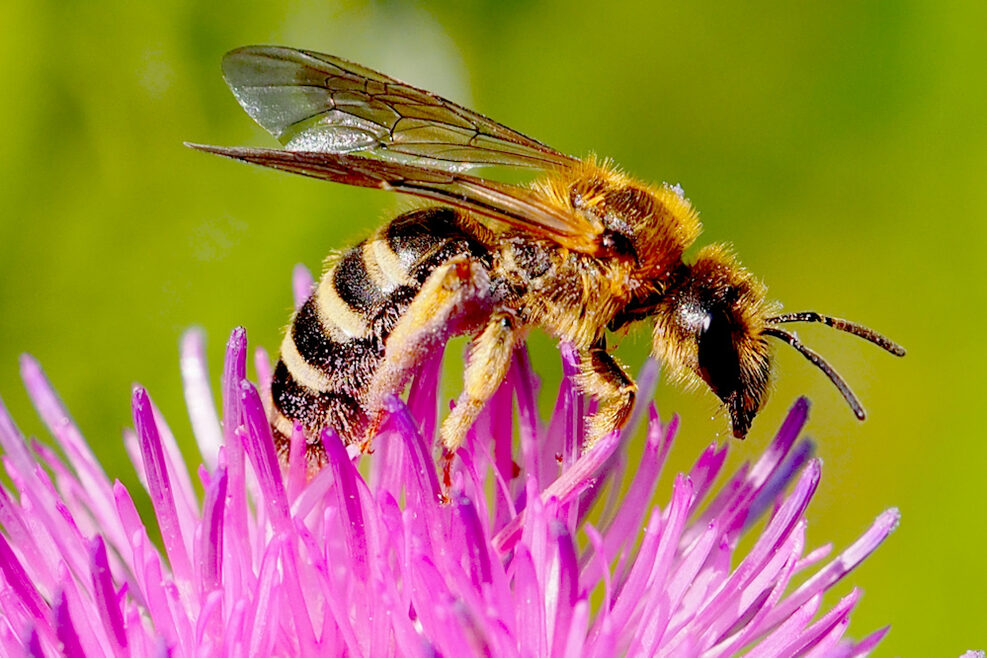 Gelbbindige Furchenbiene auf einer Flockenblume