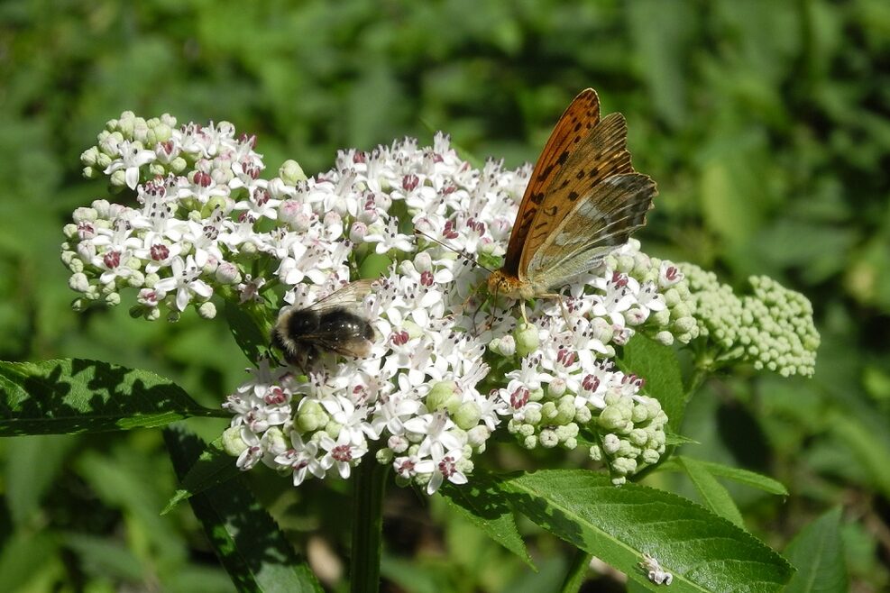 Kaisermantel und Wildbiene auf Zwergholunder