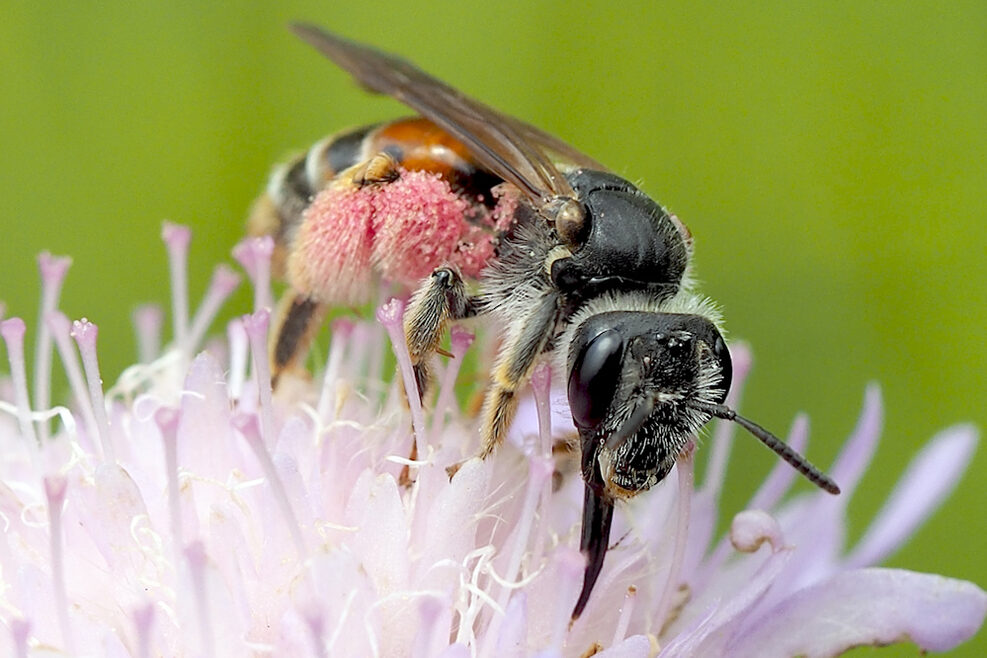 Knautien-Sandbiene auf einer Acker-Wittwenblume