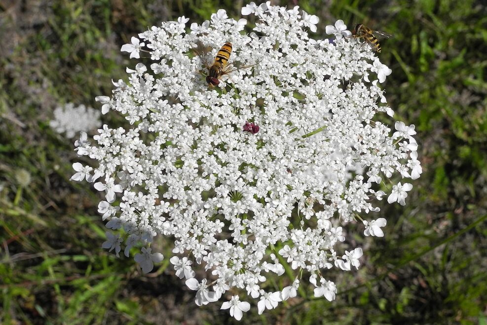 Schwebfliegen auf Wilder Möhre