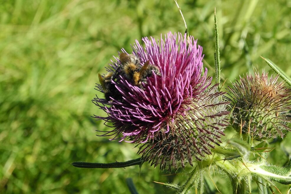 Wildbienen auf einer Kratzdistel