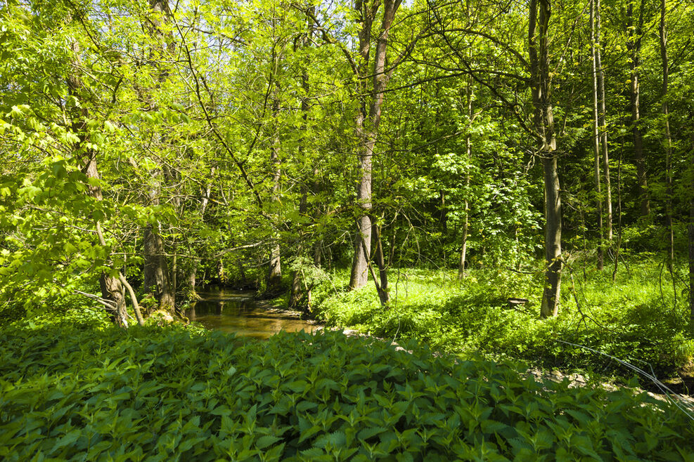 Blick auf einen Bach mitten im Wald umgeben von Dickicht.