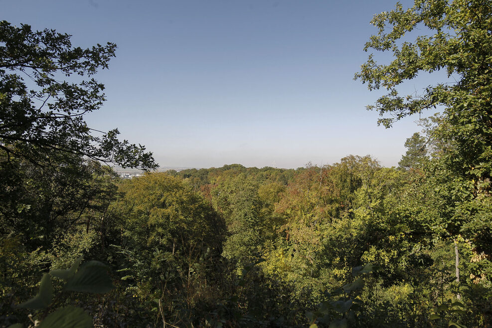 Blick auf ein Waldgelände in Feuerbach.