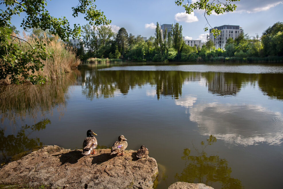 Möhringer Probstsee mit Enten und Röhricht-Schilff.