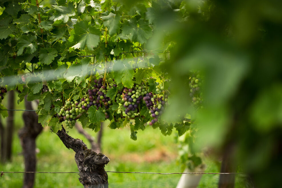 Weinberge am Schnarrenberg in Münster