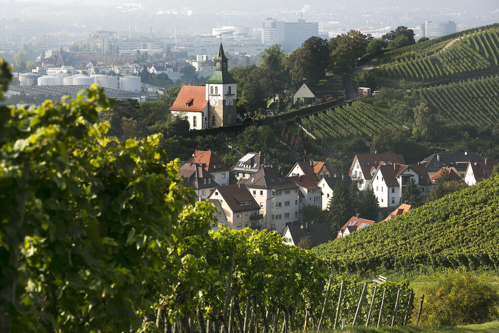 Blick auf Weinberge und die Petruskirche in Obertürkheim.