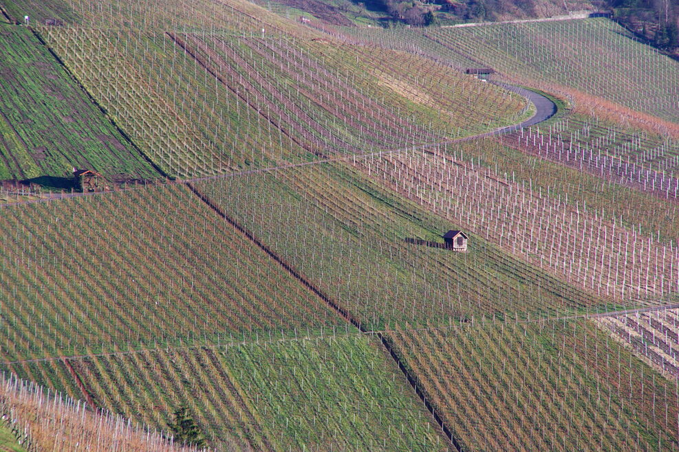 Blick auf Weinberge.