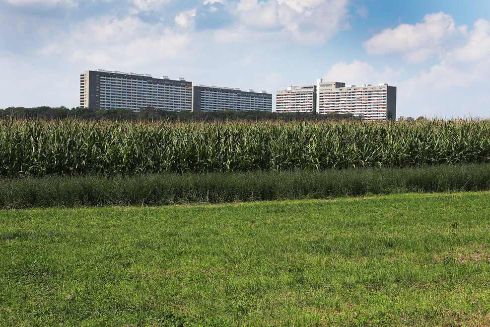 Birkacher Feld: Wiese im Vordergrund, dahinter Mais-Acker mit Häuserzeile