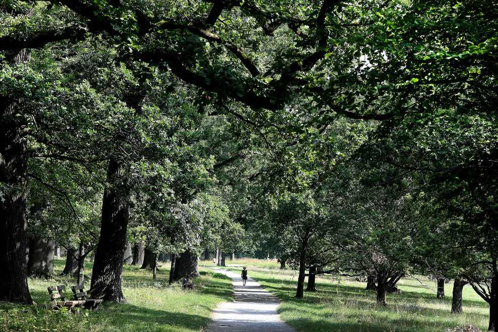 Blick in eine Park, in dem viele Eichen stehen.