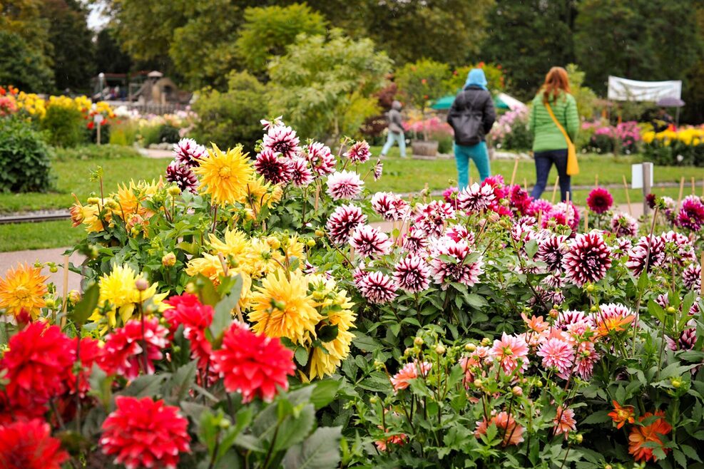 Bunt blühende Dahlien im Killesbergpark