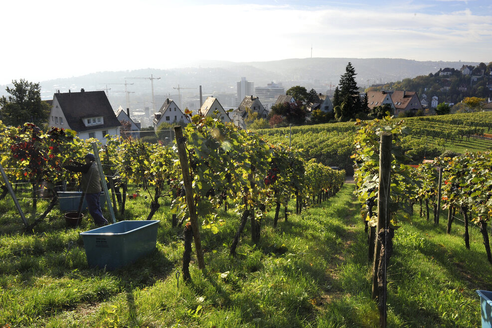 Weinreben. Im Hintergrund der Stadtbezirk Stuttgart-Nord