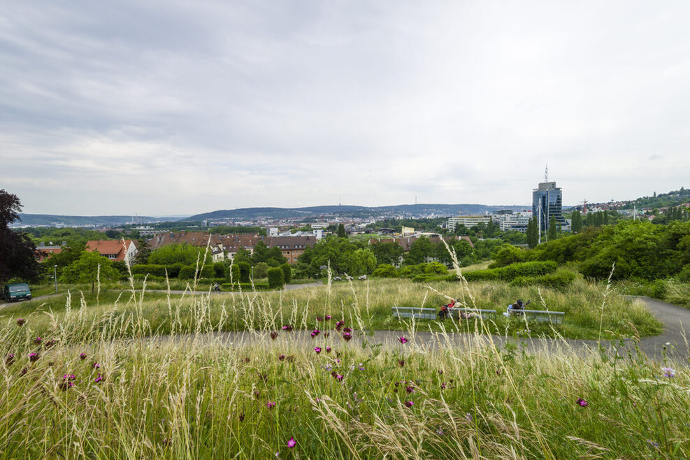 Wiese. Im Hintergrund der Stadtteil Pragsattel