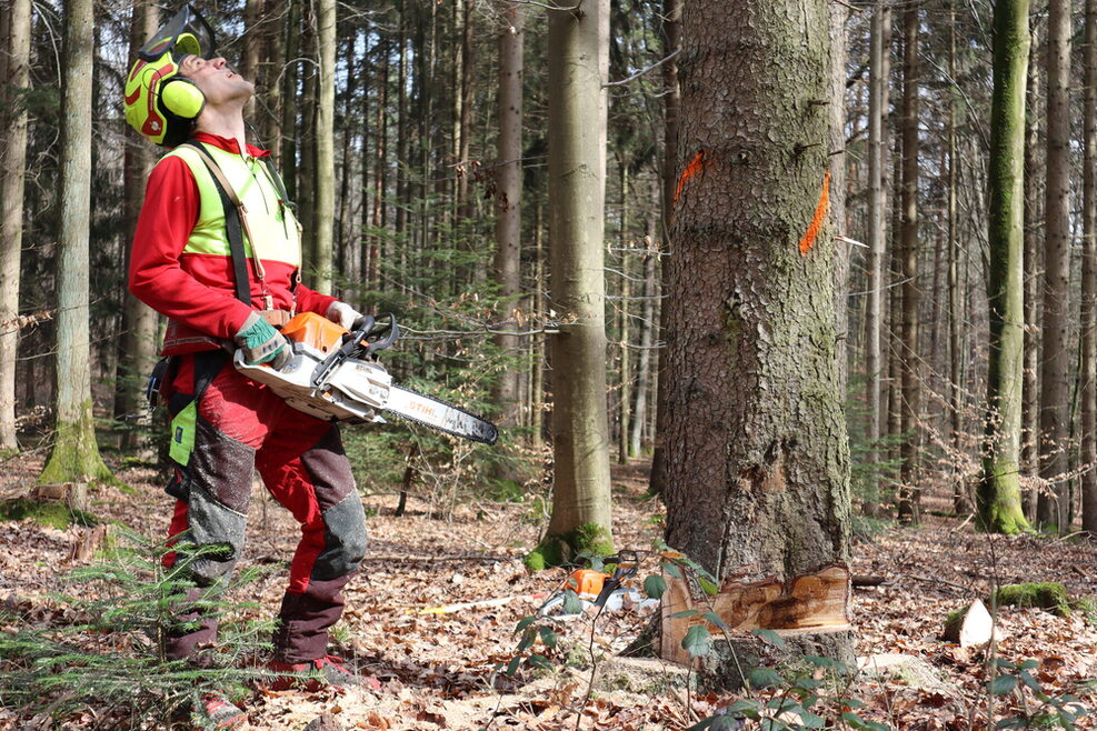 Waldarbeiter fällt einen Baum