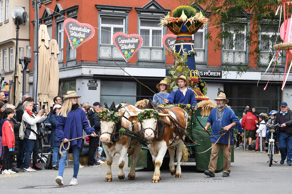 Festwagen mit einer kleinen Fruchtsäule wird von Kühen durch die Cannstatter Altstadt gezogen.