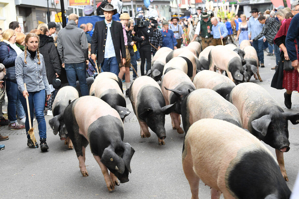 Unter den mehr als 150 Tieren waren auch Schwäbisch-hällische Landschweine.