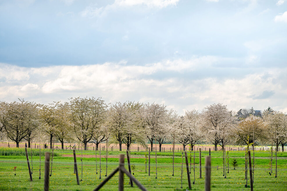 Streuobstwiese in Plieningen.