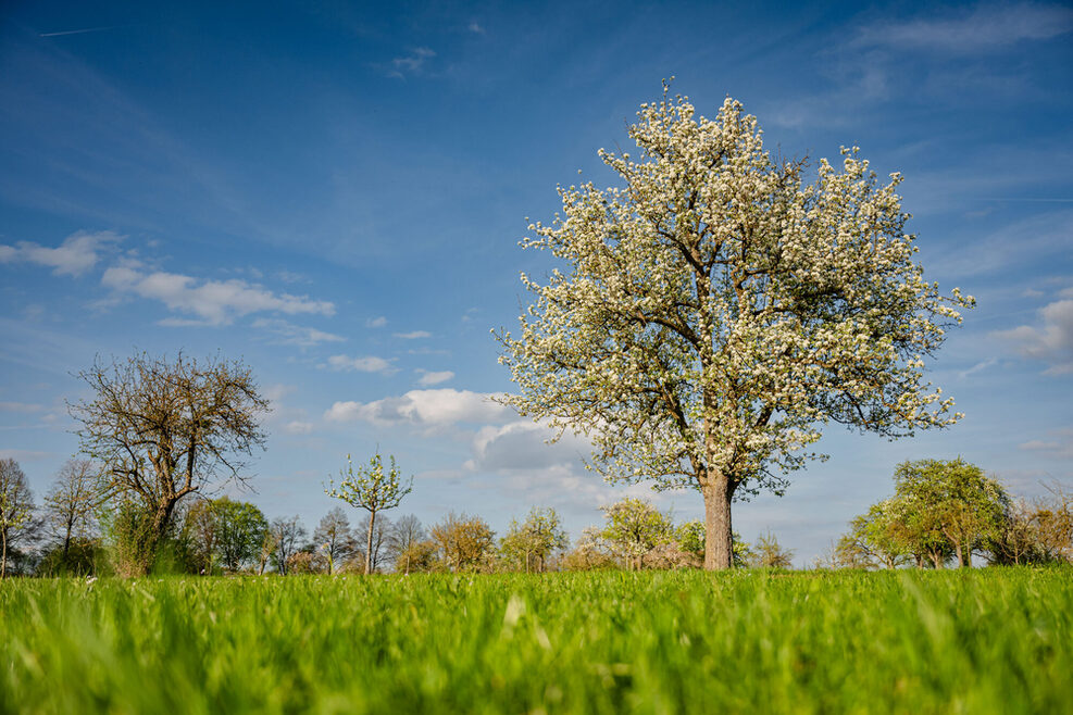 Blühender Baum auf einer sonnigen Streuobstwiese