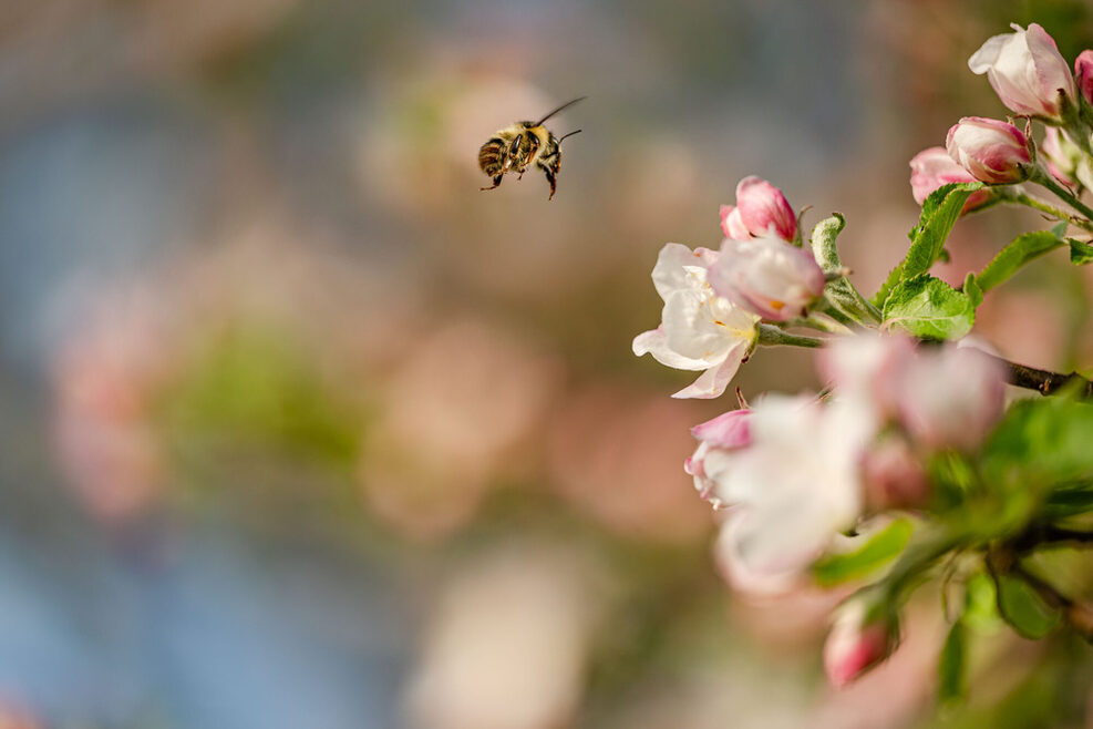 Eine Biene fliegt auf rosa Blüten eines Apfelbaumes zu.
