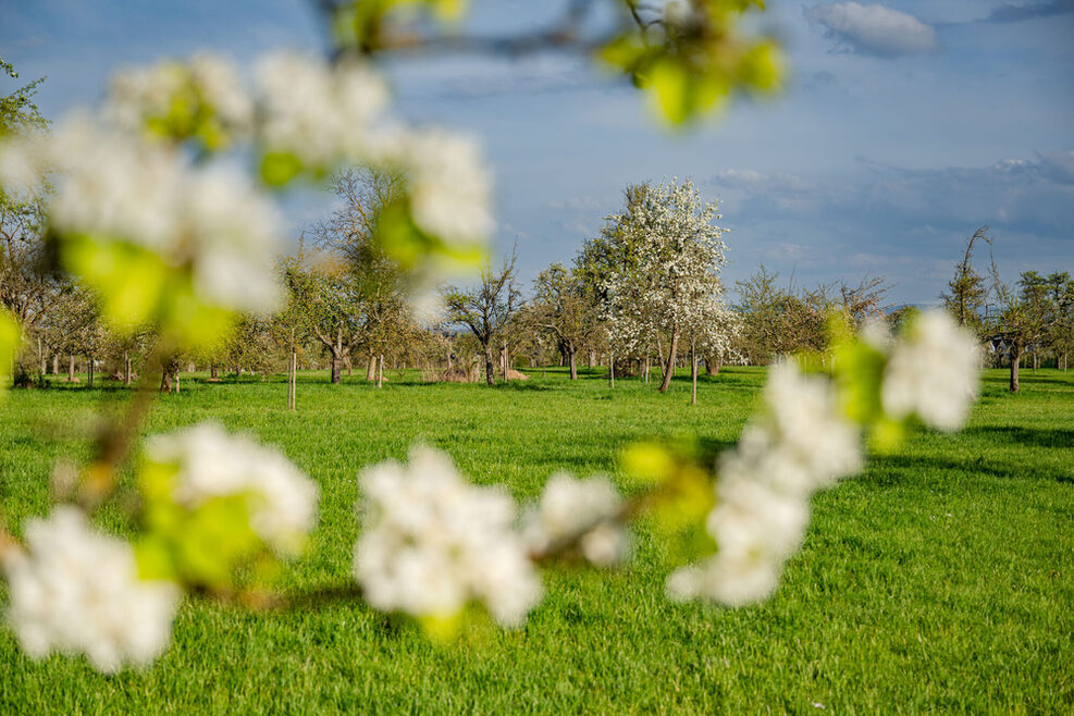 Im Vordergrund ein blühender Ast. Im Hintergrund blühende Bäume einer Streuobstwiese.
