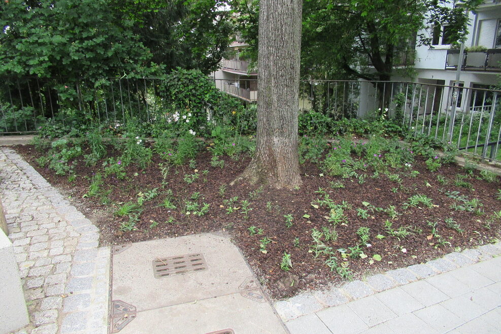 Die Fahrräder werden nun am neuen Radbügel geparkt und der Baum ist geschützt. Die Unterpflanzung lockert den Boden auf und speichert Wasser.