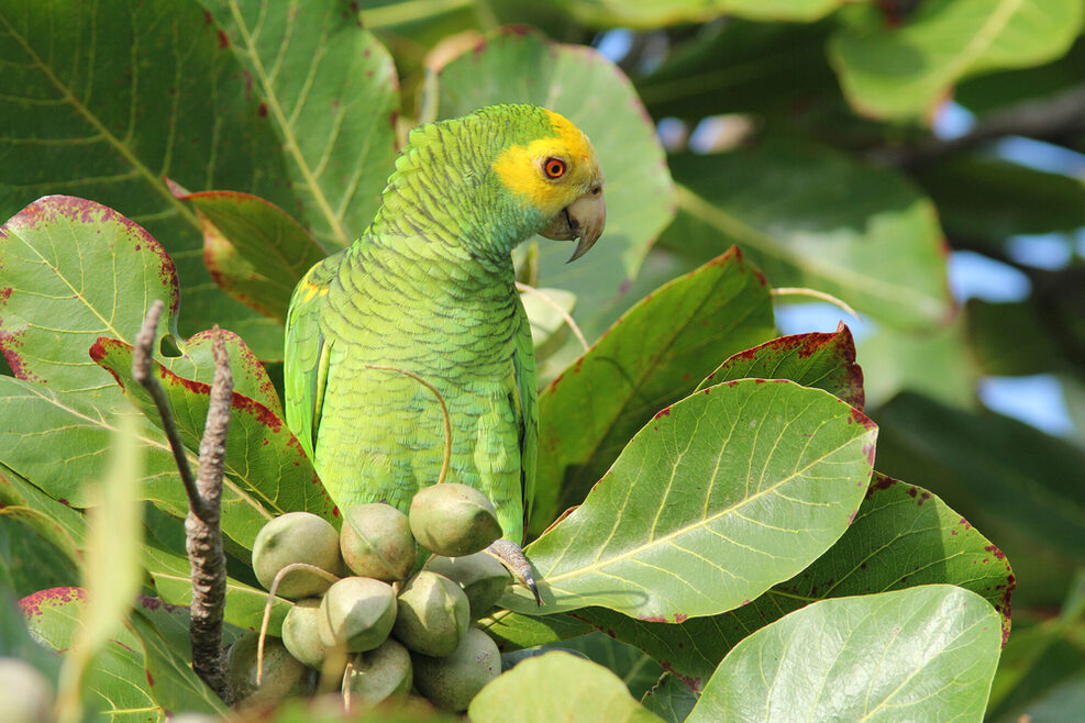 Ein grüner Papagei mit gelbem Kopf sitzt in einem Baum.