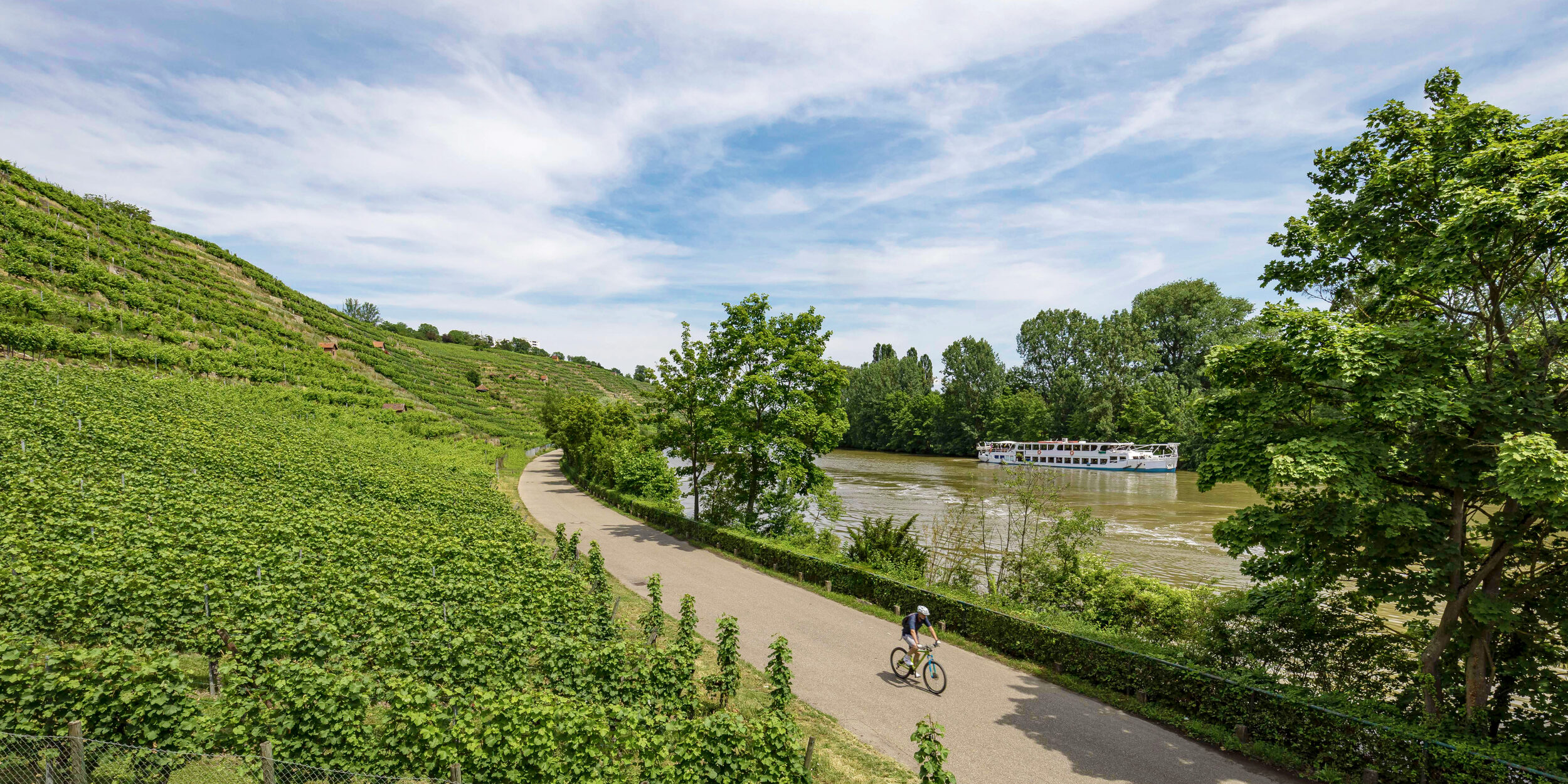 Neckar river with vineyards