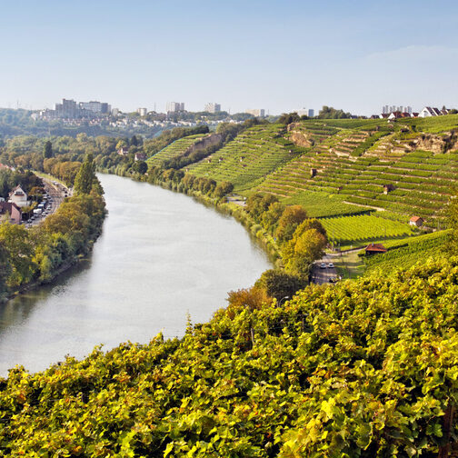 Weingut der Stadt Stuttgart am Neckar in Terrassenlage.