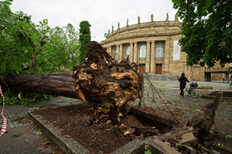 Ein vom Sturm entwurzelter Baum liegt vor der Oper.