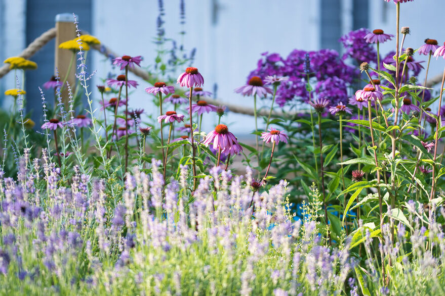 Wiesenblumen