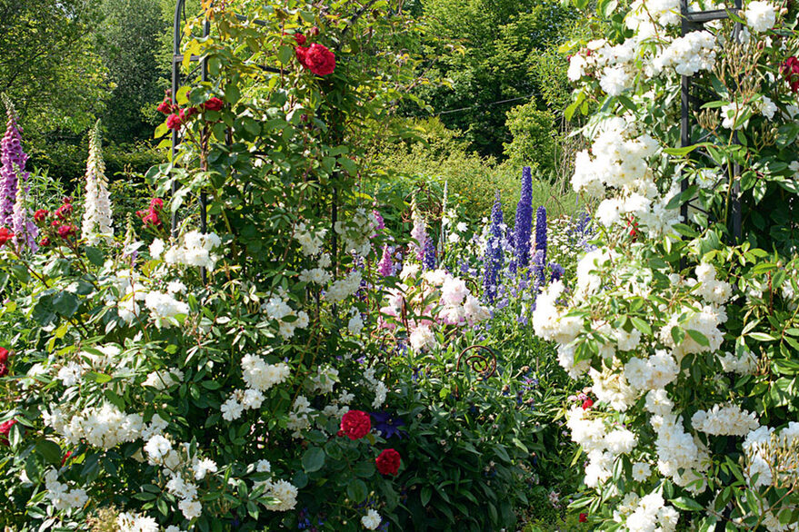 Garten mit blühenden Pflanzen