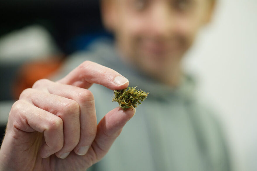 Nahaufnahme einer Hand, die eine grüne Cannabis- oder Marihuana-Pflanzenblüte hält.