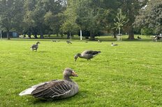 Einige Wildgänse liegen und picken auf der grünen Wiese im Schlossgarten in Stuttgart.