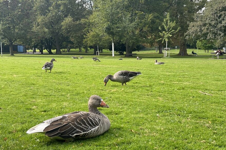 Einige Wildgänse liegen und picken auf der grünen Wiese im Schlossgarten in Stuttgart.