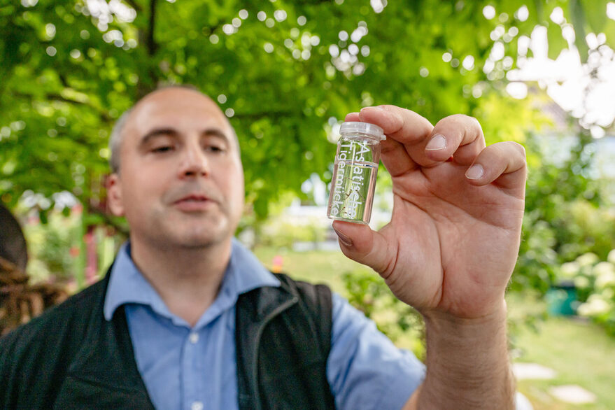 Dr. Florian Hölzl zeigt Larven von Tigermücken in einem Glas