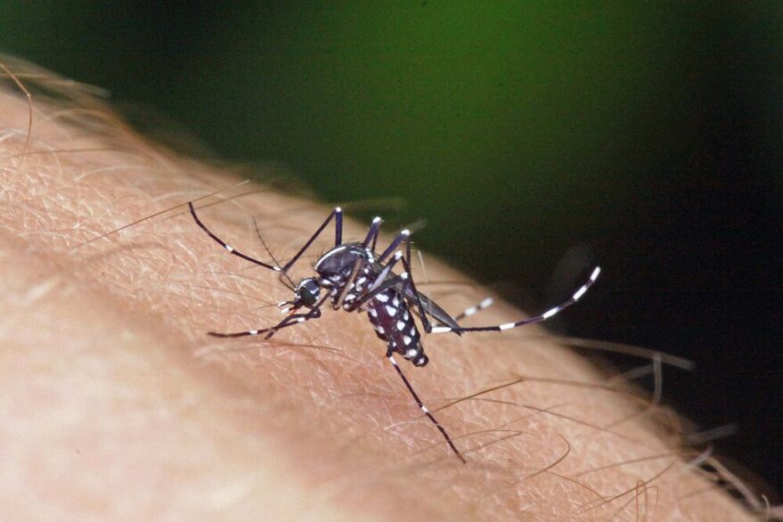 Tigermücke mit charakteristischen Streifen auf einem Arm