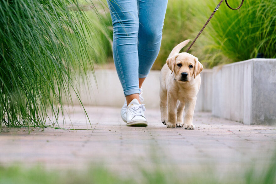 Ein Labrador-Welpe wird von einer Person an der Leine geführt.
