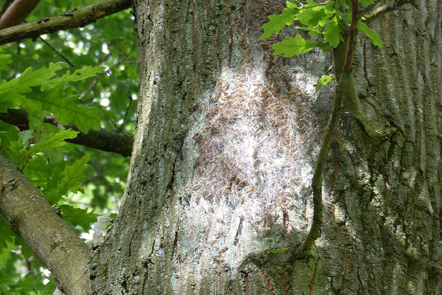 Auf der äußeren Rinde eines Baumstammes sind zahlreiche Raupen des Eichenprozessionsspinners zu sehen.