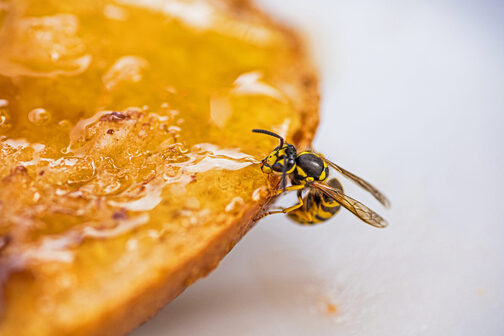 Eine Wespe knabbert an einem Honigbrot.