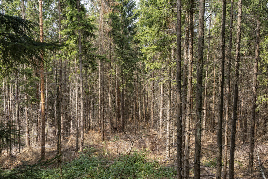 Schäden im Wald