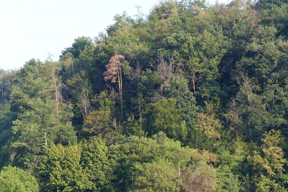 Trockenschäden im Stuttgarter Stadtwald