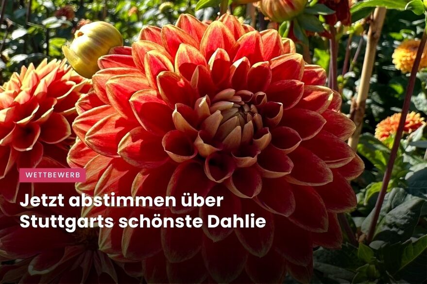 Andreas Wätzrig spricht über den Publikumswettbewerb „Stuttgarts schönste Dahlie“