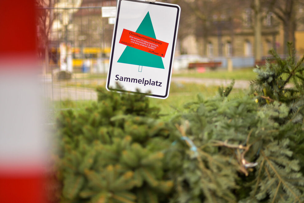 Sammelstelle für Weihnachtsbäume am Erwin-Schoettle-Platz