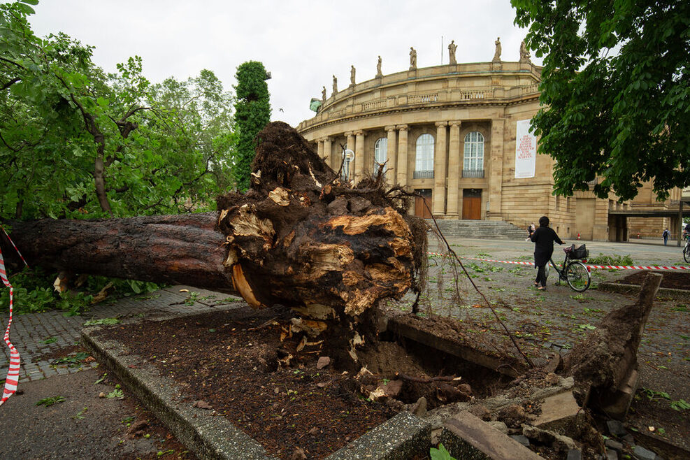 Ein vom Sturm entwurzelter Baum liegt vor der Oper.