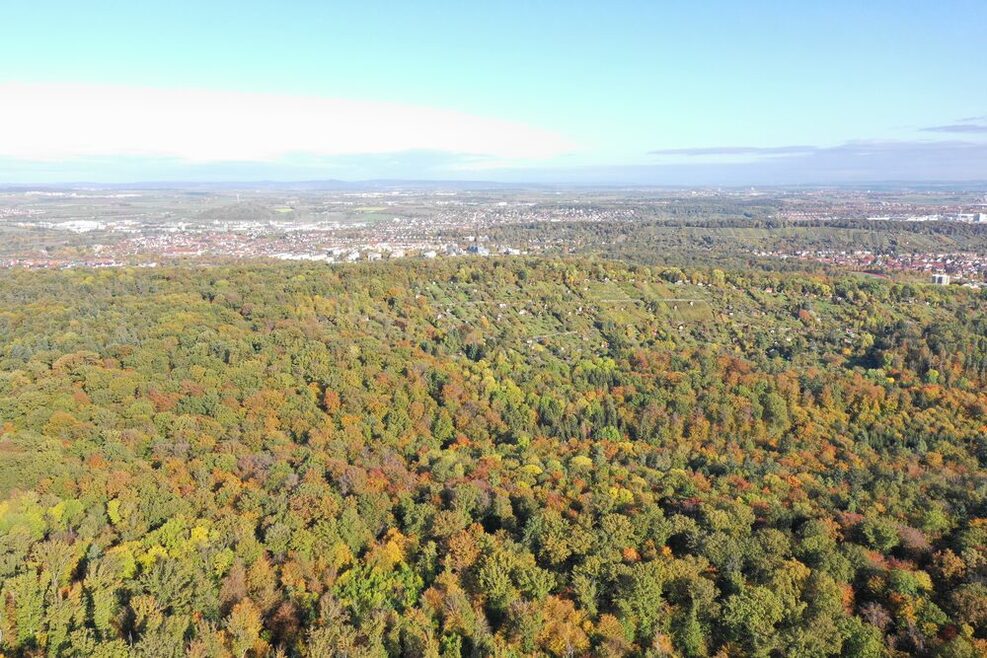 Blick aus der Flugperspektive über einen großes Stuttgarter Waldgebiet bei blauem Himmel und herbstlicher Sonne.