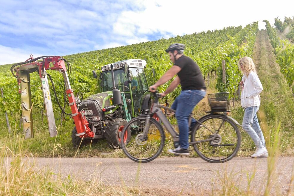 Ein Radfahrer und eine Fußgängerin laufen auf einem Weg durch einen Weinberg, im Hintergrund ist ein landiwrtschaftliches Fahrzeug im Weinberg zu erkennen.