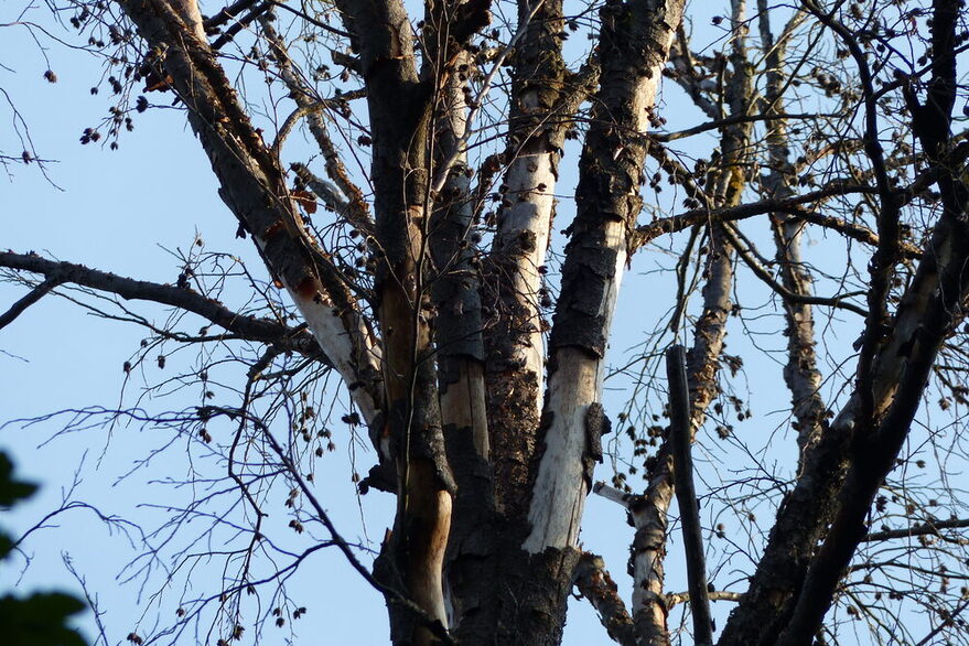 Trockene Buche im Stadtwald