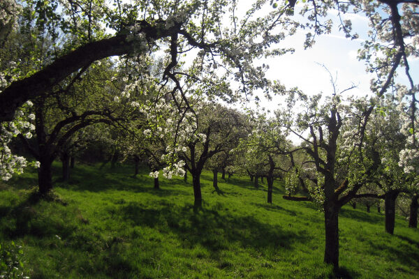 Blick auf die Streuobstwiese Kressart. Am leichten Wiesenhang sind Obstbäume in Blüte zu sehen.
